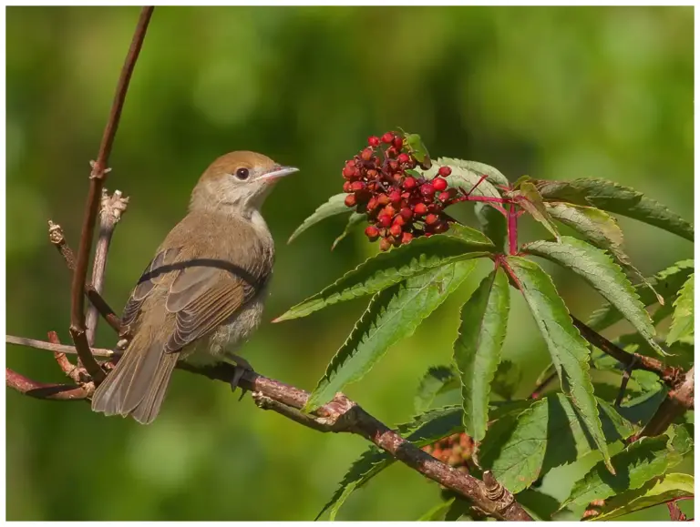 Svarthätta - (Blackcap)