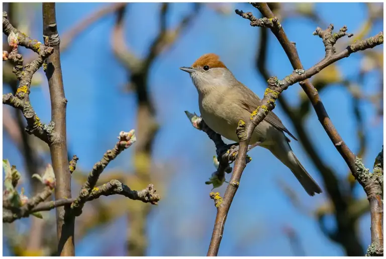 Svarthätta - (Blackcap) - hona