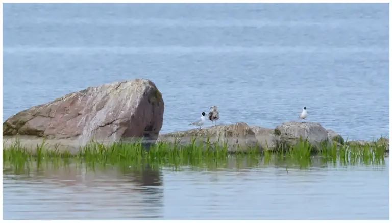 Svarthuvad Mås - (Mediterranean Gull)