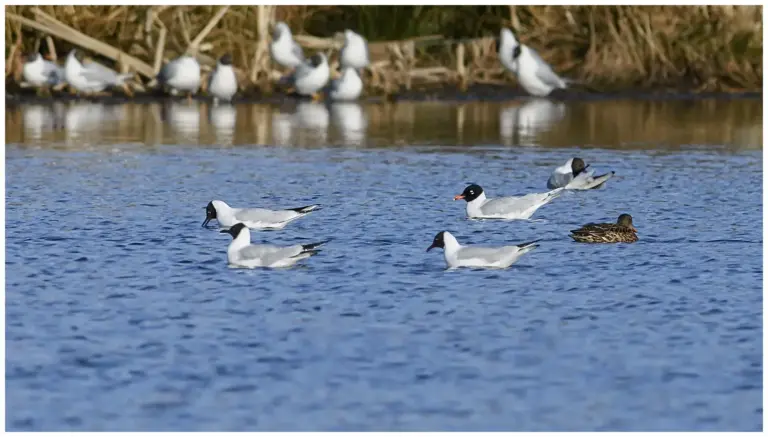 Svarthuvad Mås - (Mediterranean Gull)