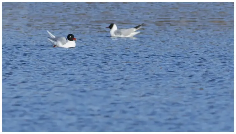 Svarthuvad Mås - (Mediterranean Gull)