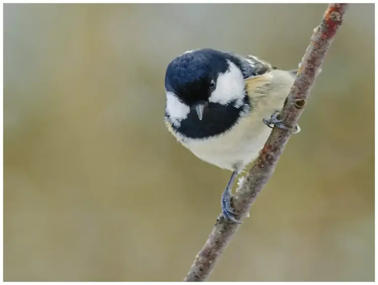 Svartmes - (Coal Tit)