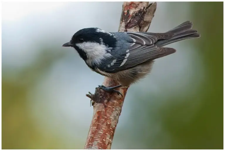 Svartmes - (Coal Tit)