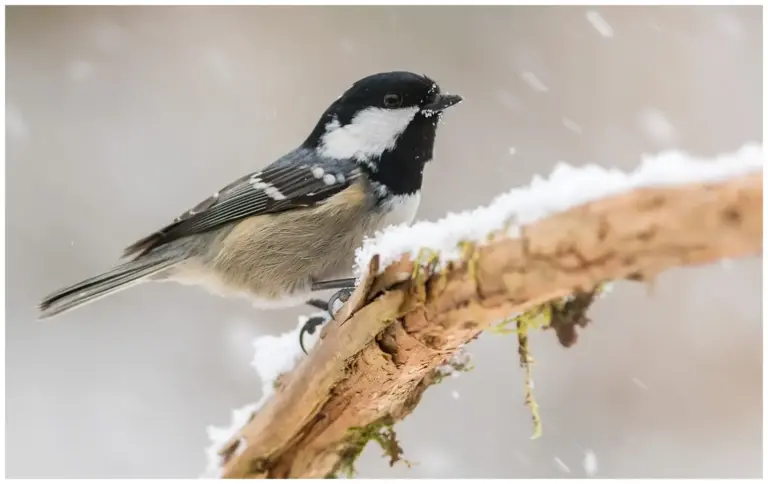 Svartmes - (Coal Tit) - på gren i vinterlandskap