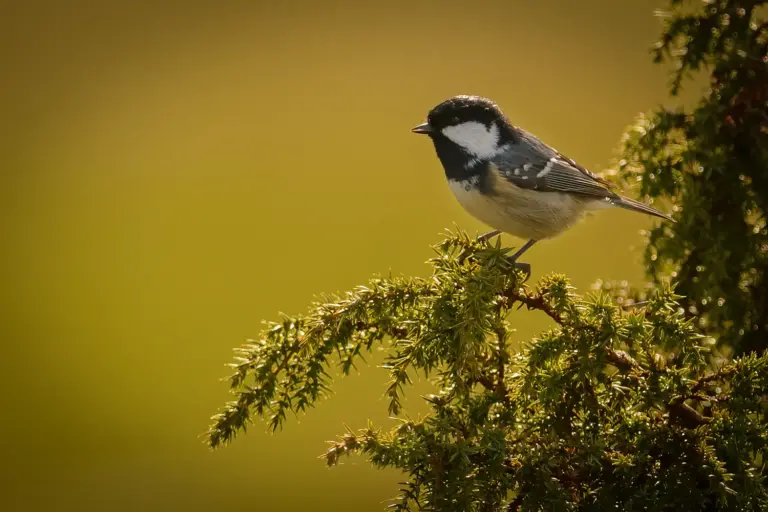 Svartmes - (Coal Tit)