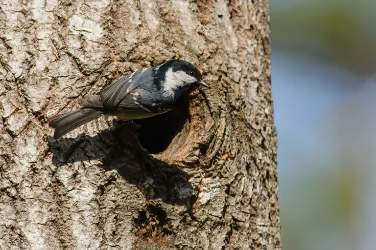 Svartmes - (Coal Tit)