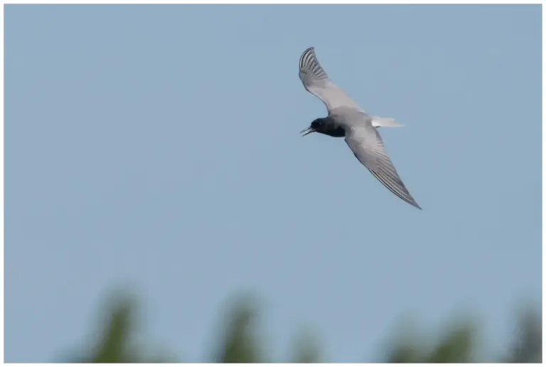 Svarttärna - (Black Tern)