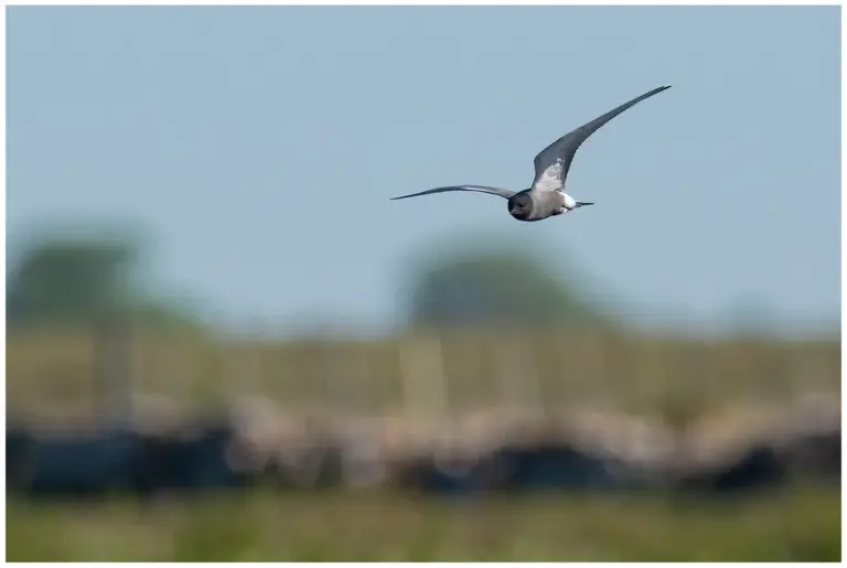 Svarttärna - (Black Tern)