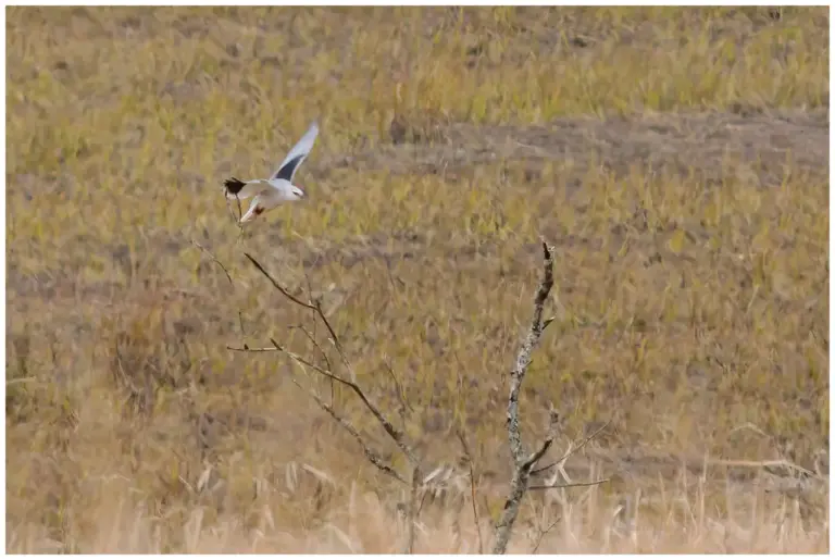 Svartvingad Glada - (Black-shouldered Kite)