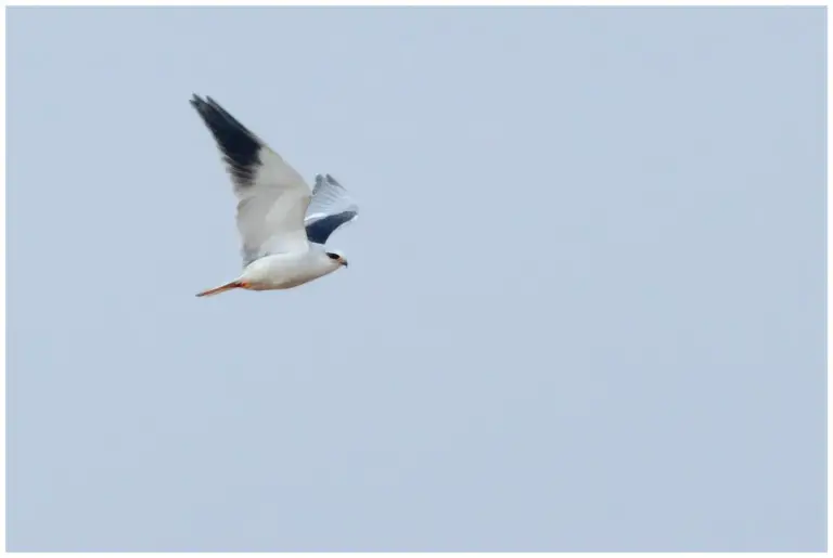 Svartvingad Glada - (Black-shouldered Kite)