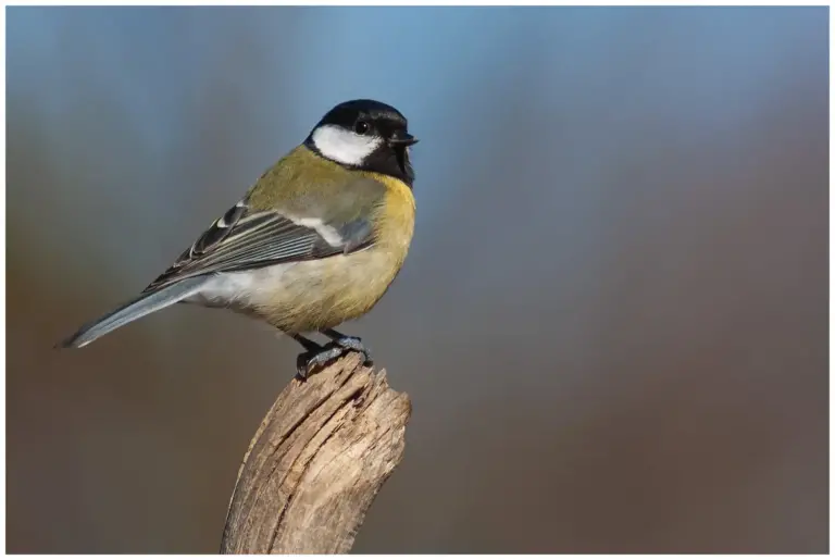 Talgoxe - (Great Tit)