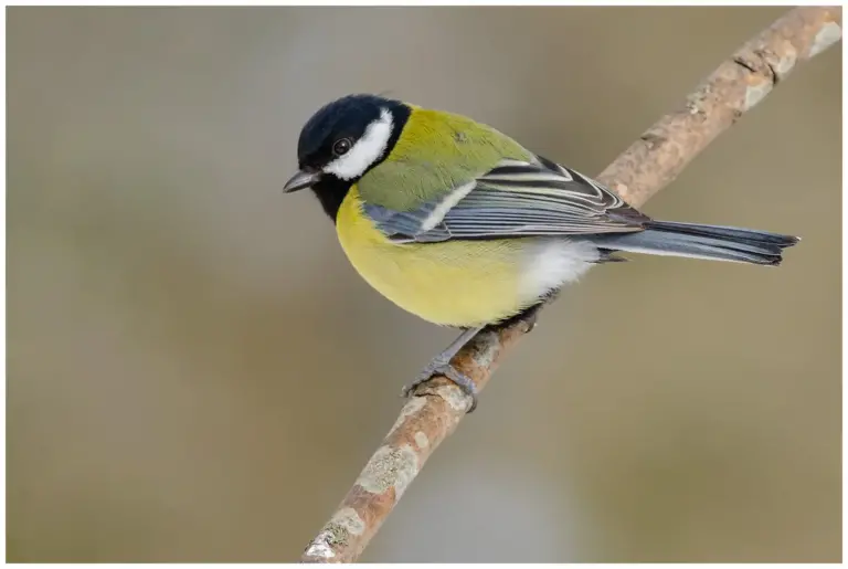 Talgoxe - (Great Tit)