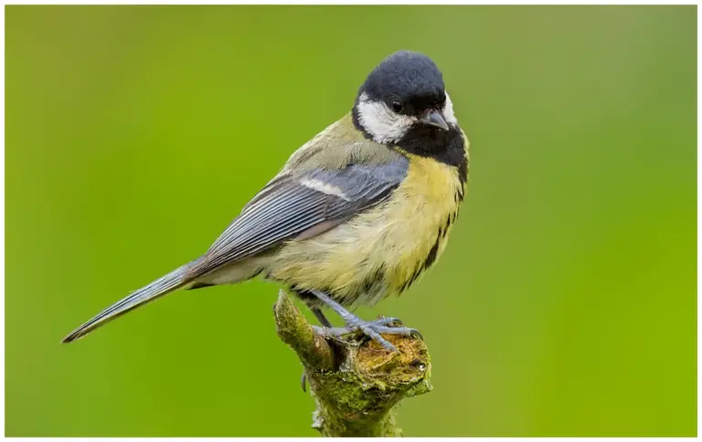 Talgoxe - (Great Tit)