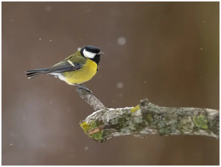 Talgoxe - (Great Tit)