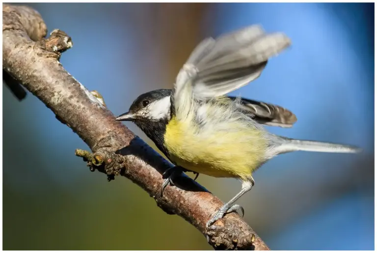 Talgoxe - (Great Tit)