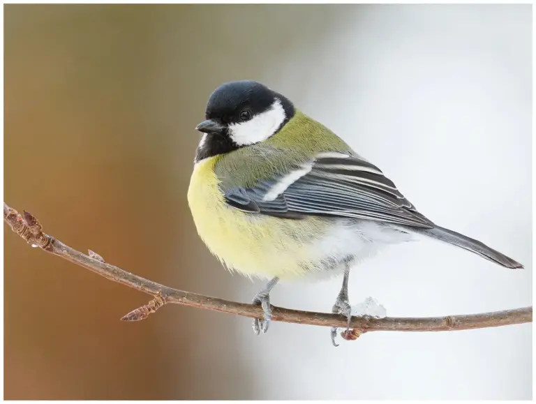 Talgoxe - (Great Tit)