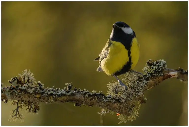 Talgoxe - (Great Tit) - hane