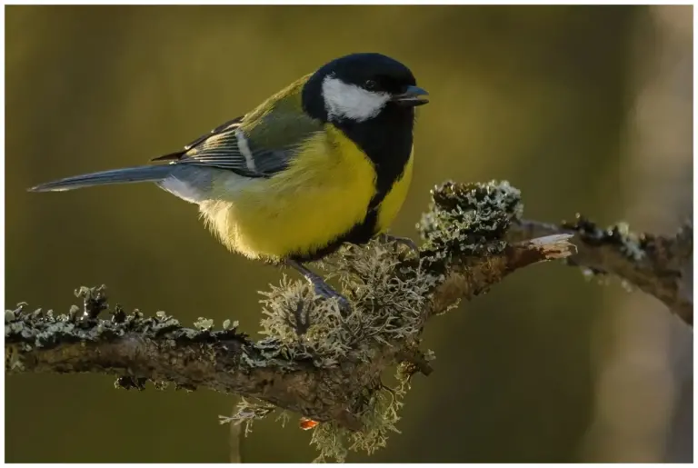 Talgoxe - (Great Tit)