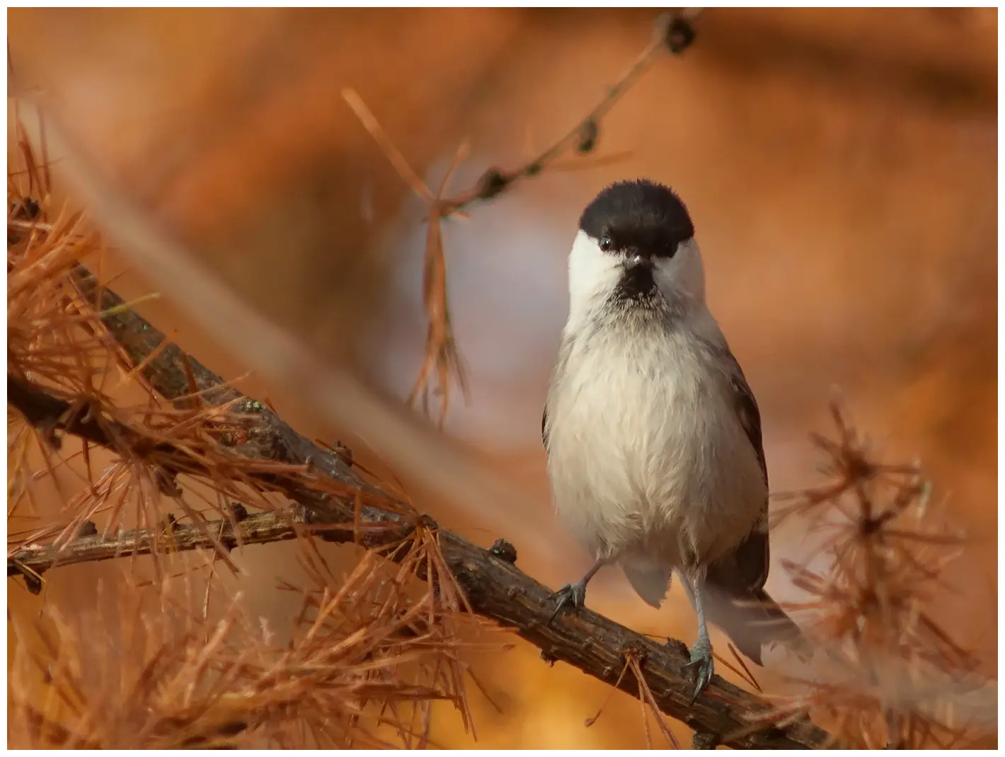 Talltita Parus Montanus Naturphoto se Talltita Parus Montanus Naturphoto se