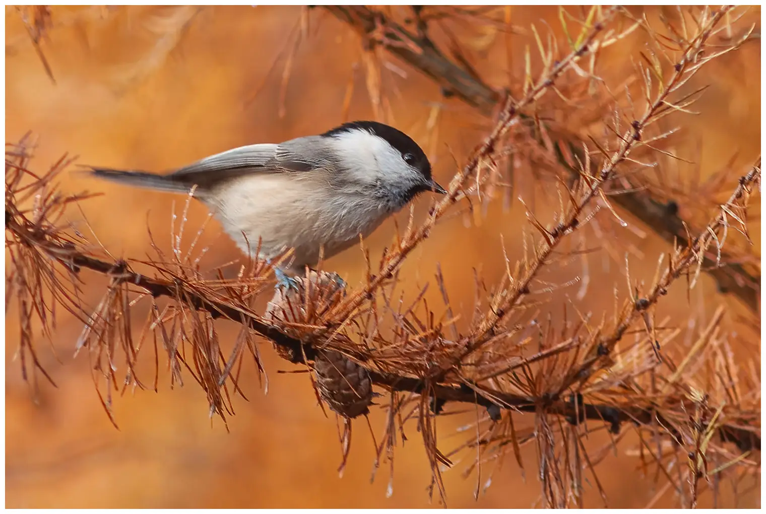 Talltita Parus Montanus Naturphoto se Talltita Parus Montanus Naturphoto se