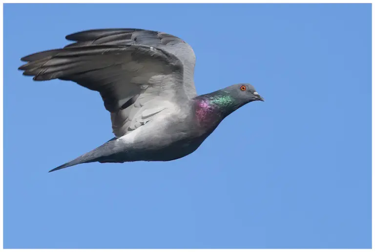 tamduva flygandes mot blå himmel