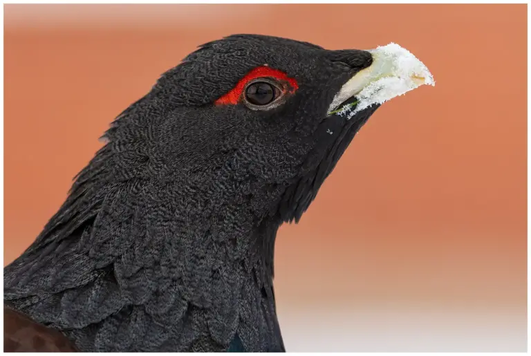 Tjäder - (Western Capercaillie)