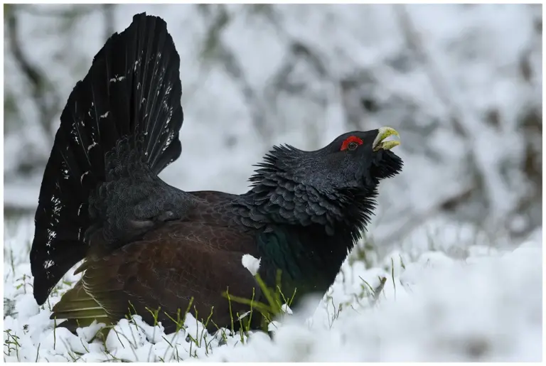 Tjäder - (Western Capercaillie)