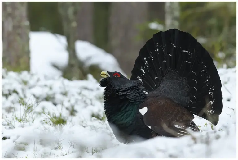 Tjäder - (Western Capercaillie)