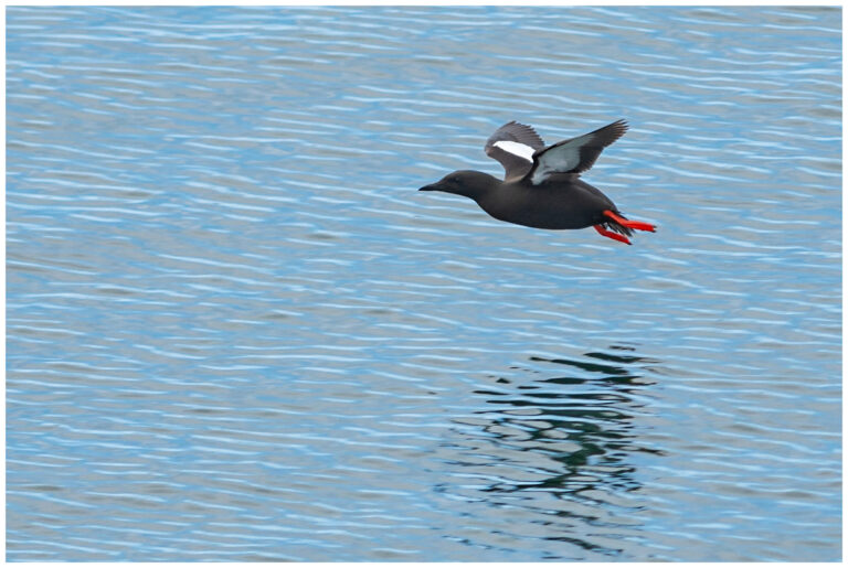 Tobisgrissla - (Black Guillemot)