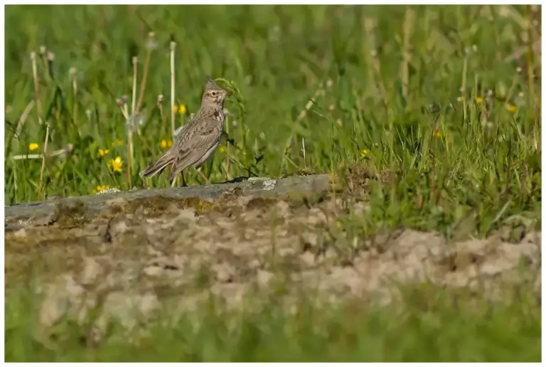 Tofslärka - (Crested Lark)