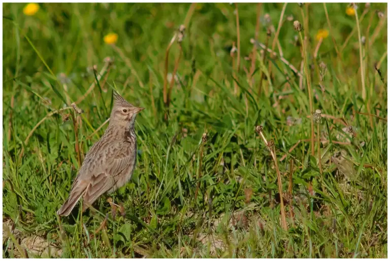 Tofslärka - (Crested Lark)