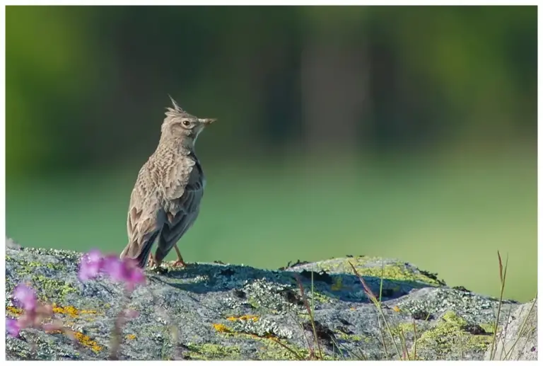 Tofslärka - (Crested Lark) - vid skärlunda gård