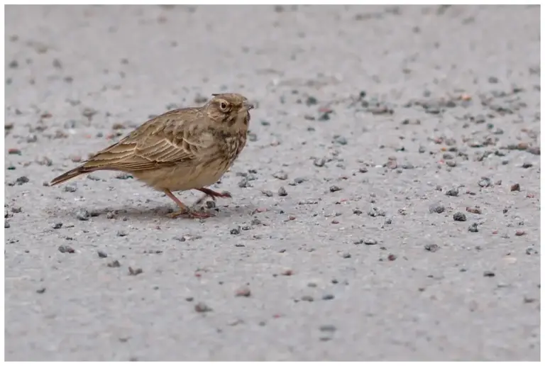 Tofslärka - (Crested Lark)