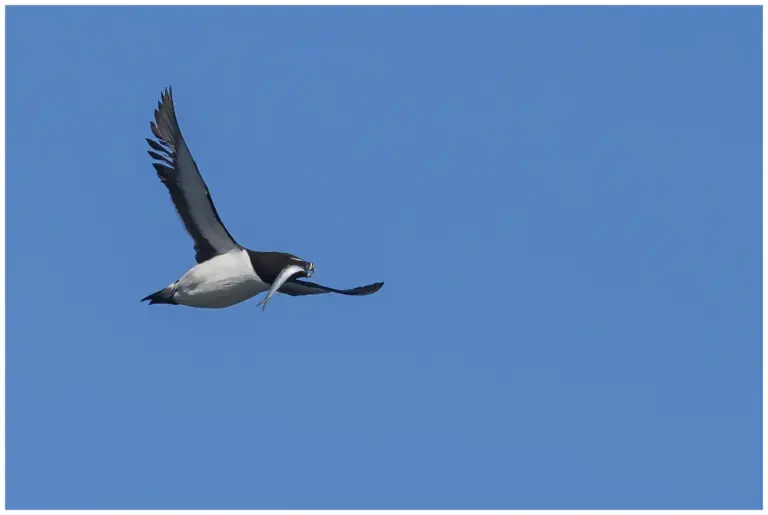 Tordmule - (Razorbill) - flyger med fisk i munnen