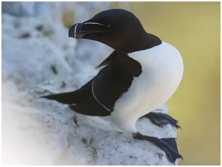 Tordmule - (Razorbill) - på klippa