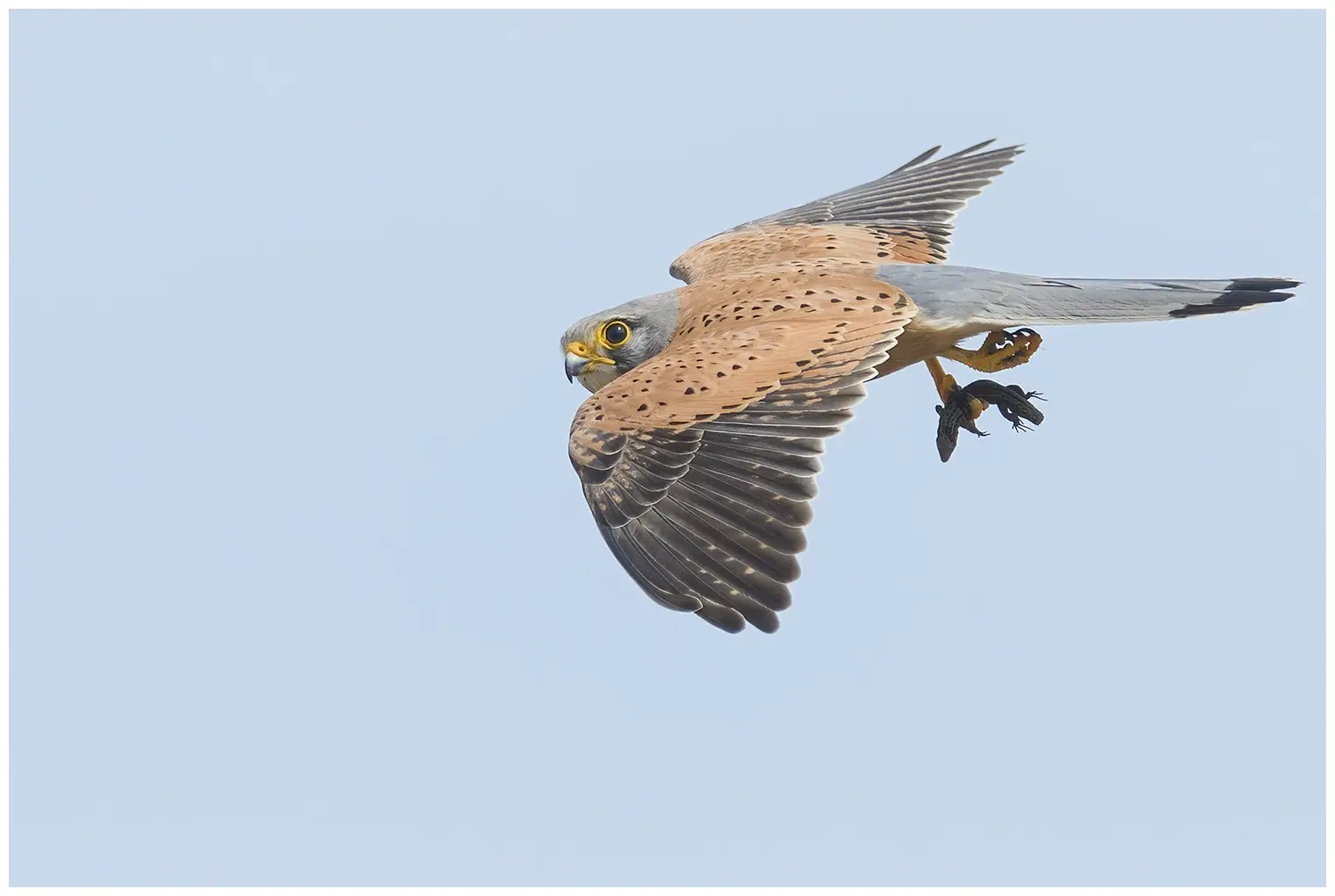 Tornfalk - Falco tinnunculus - Common Kestrel