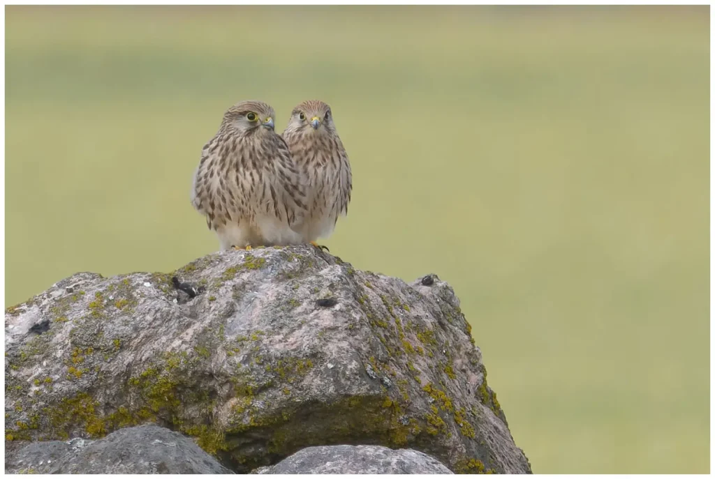 Tornfalk två stycken juvenila som sitter tätt ihop på en sten