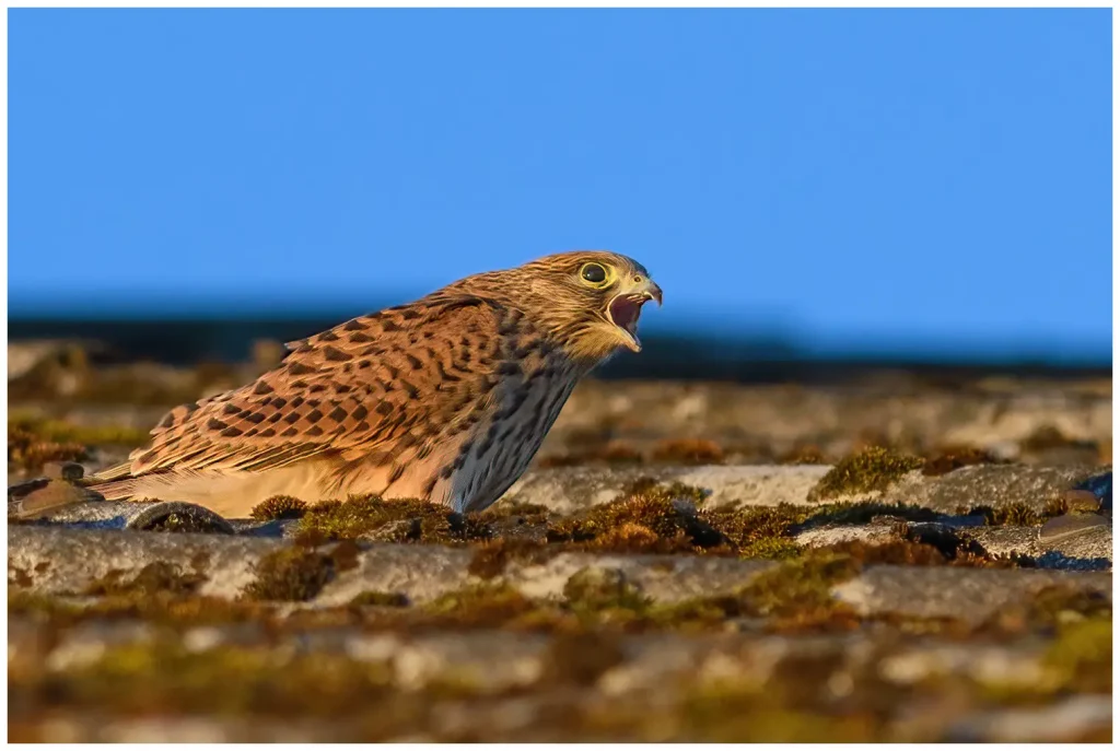 tornfalk ungfågel på ett tak