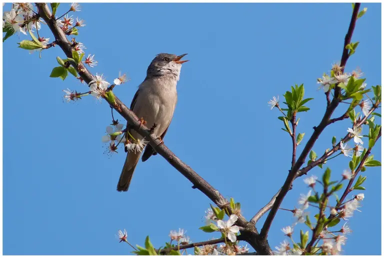 Törnsångare - (Common Whitethroat)