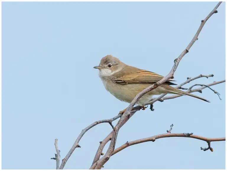 Törnsångare - (Common Whitethroat)