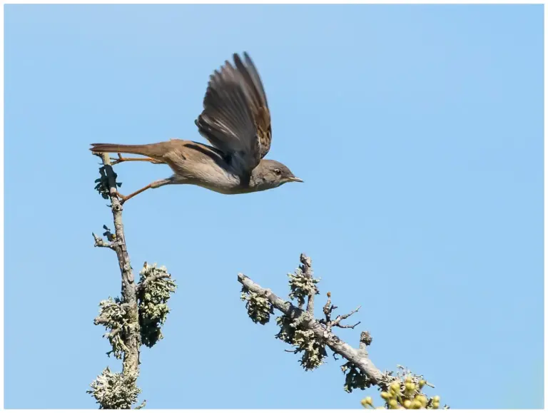 Törnsångare - (Common Whitethroat)