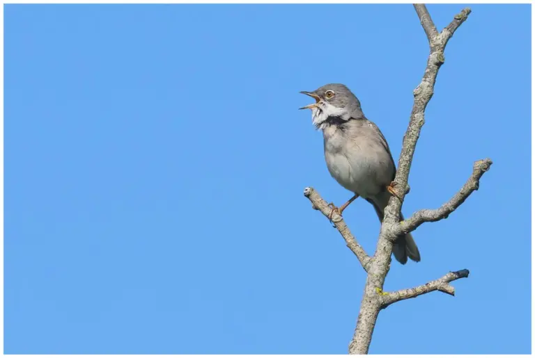 Törnsångare - (Common Whitethroat) - sjunger