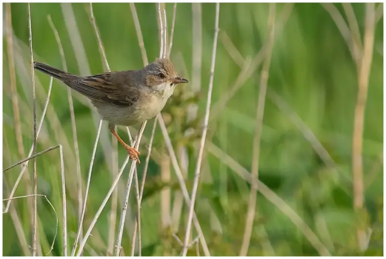 Törnsångare - (Common Whitethroat)