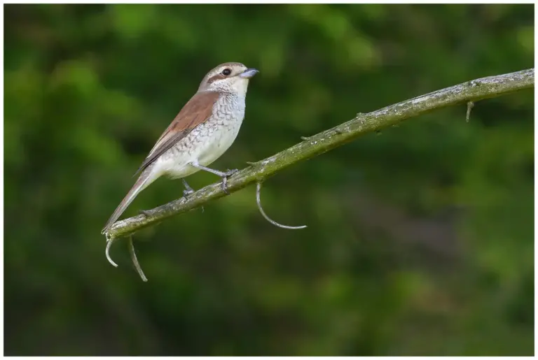 Törnskata - Red-backed Shrike