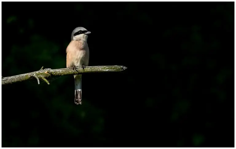 Törnskata - Red-backed Shrike