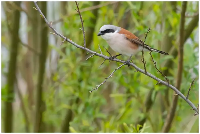 Törnskata - Red-backed Shrike