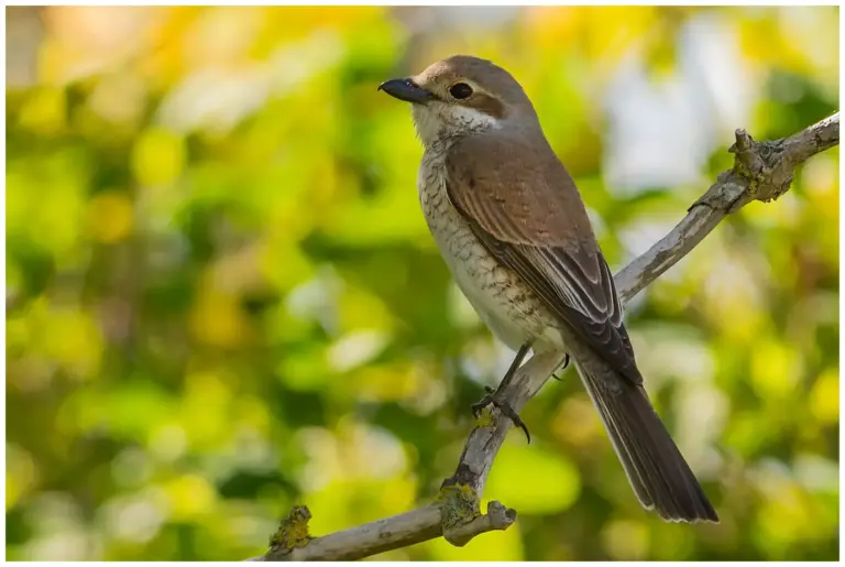 Törnskata - Red-backed Shrike