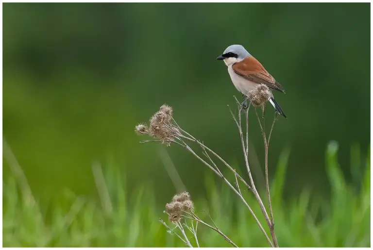 Törnskata - Red-backed Shrike