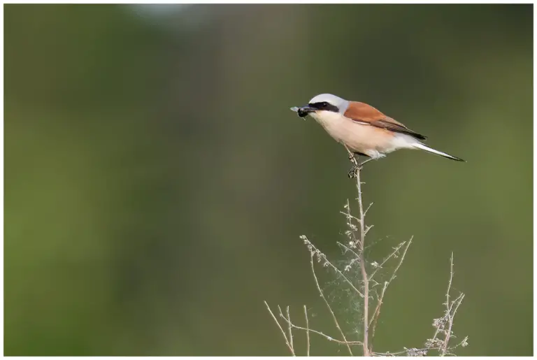 Törnskata - Red-backed Shrike - toppen på en växt med föda i näbben