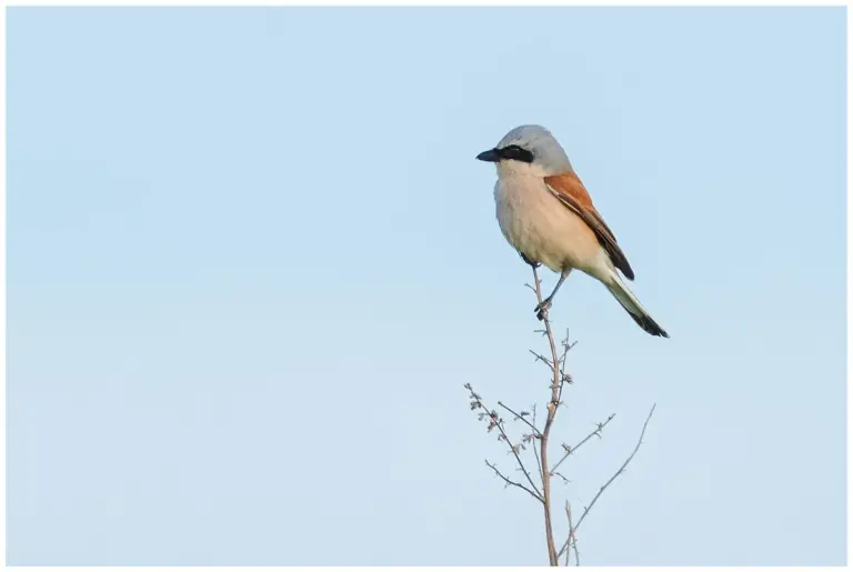 Törnskata - Red-backed Shrike - i profil på en växt